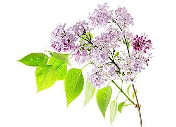 全完了！ 爆料称《丝之歌》不会亮相本次任天堂独立游戏展示会